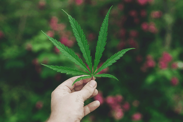 From Price Shoppers to Brand Loyalists: Understanding the 2025 Cannabis Consumer
