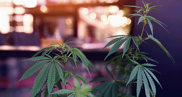 Insider Strategies to Elevate Your New York Dispensary