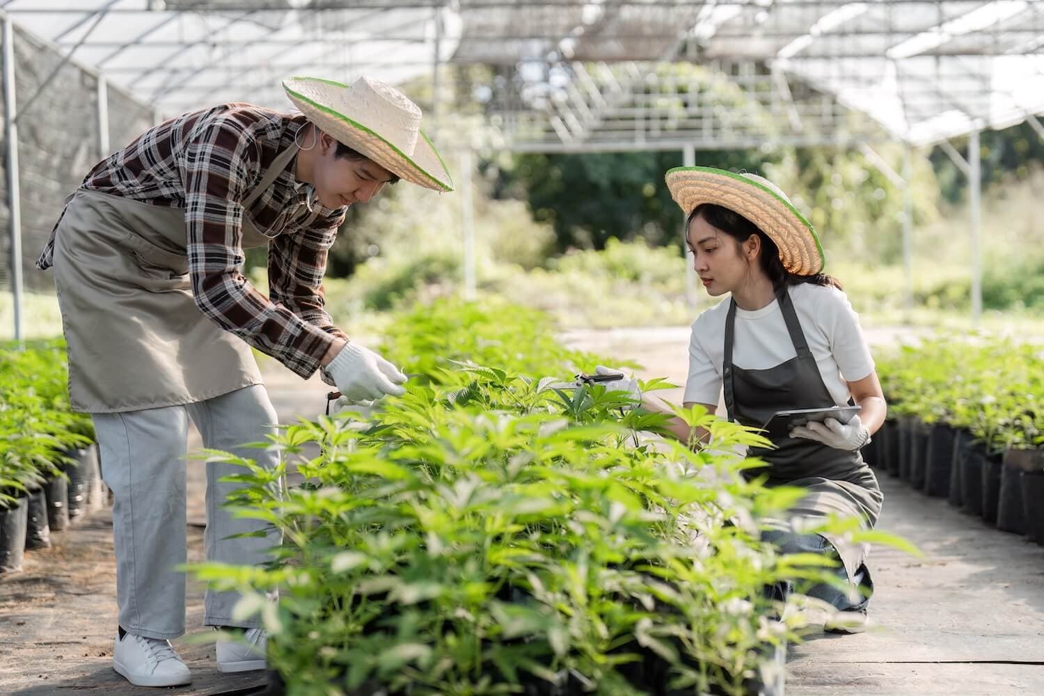 Craft Cannabis: How Premium Products Build Loyalty, Raise Profits, and Set Your Store Apart