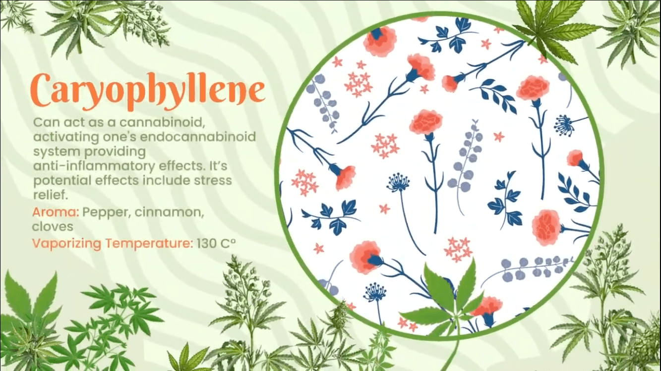 Educational content about Caryophyllene terpene showing effects, aroma profile, and vaporizing temperature